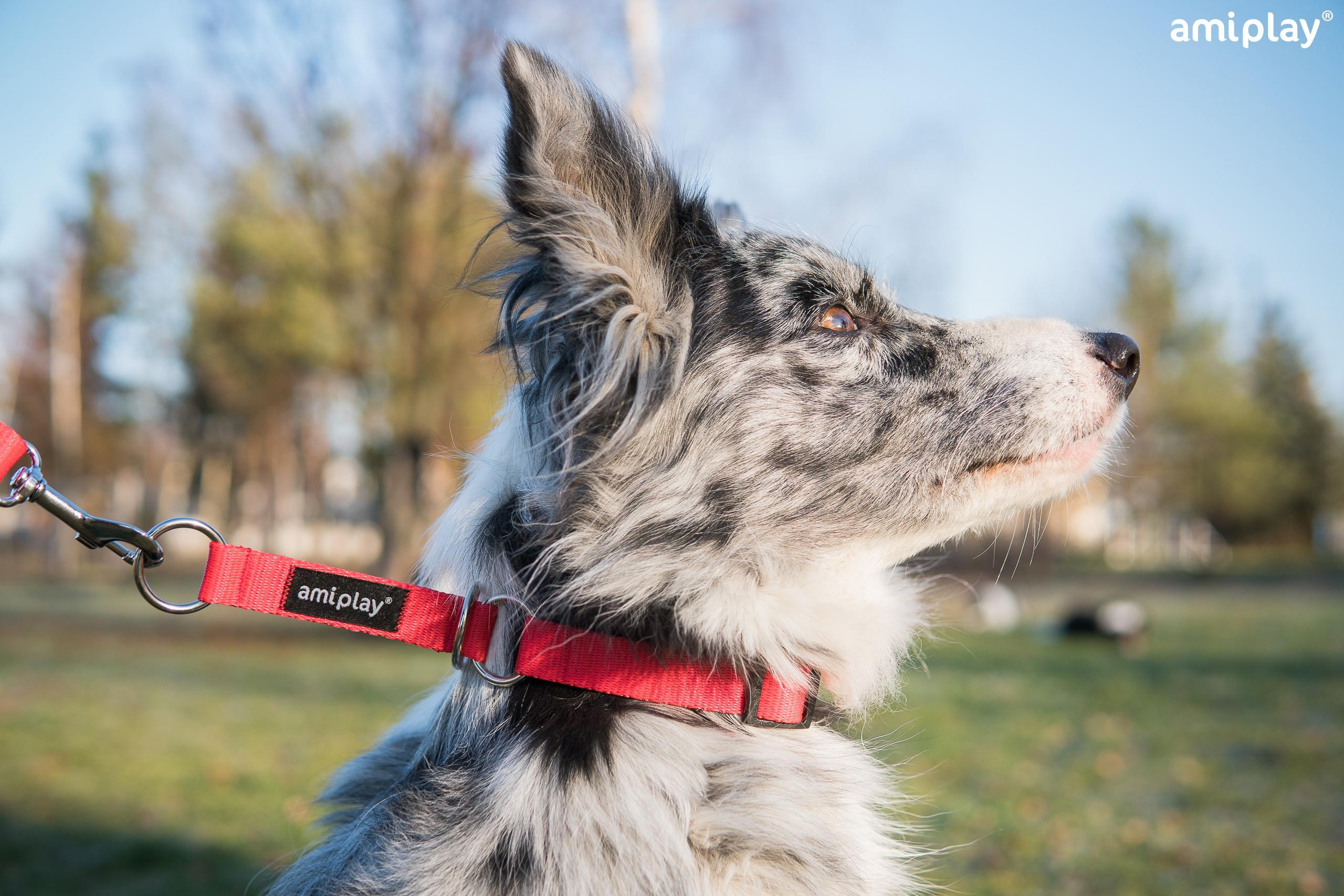 Polzatezna ovratnica Basic - slika 6