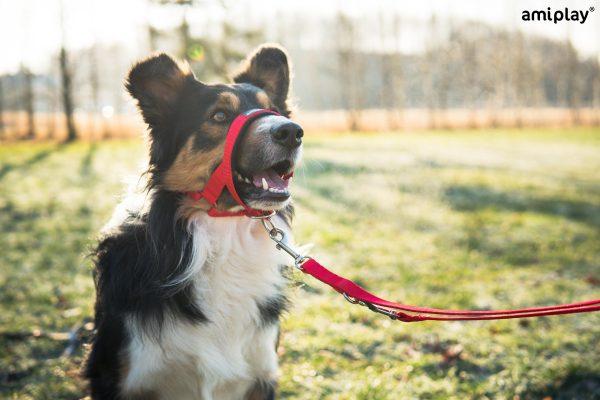 Halti nagobčnik Basic