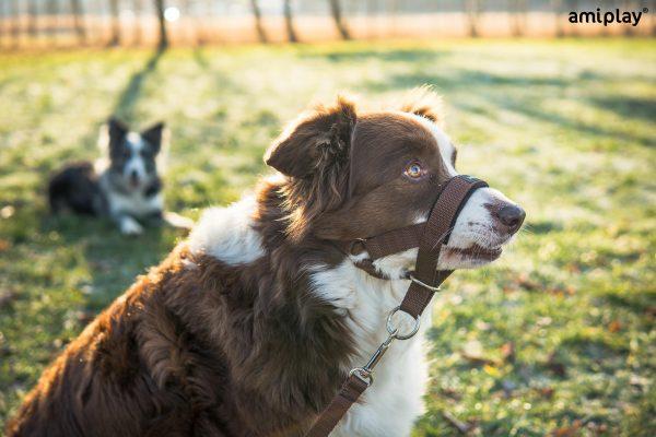 Halti nagobčnik Basic