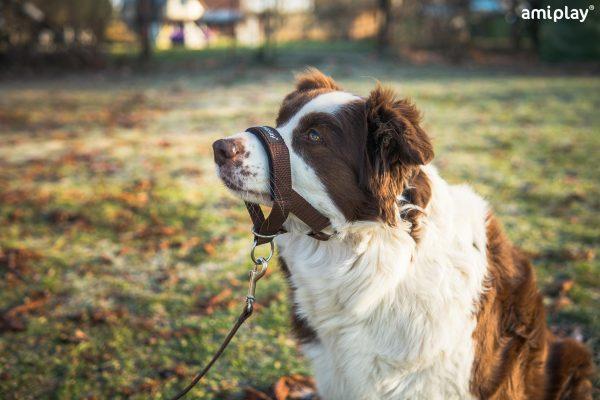 Halti nagobčnik Basic