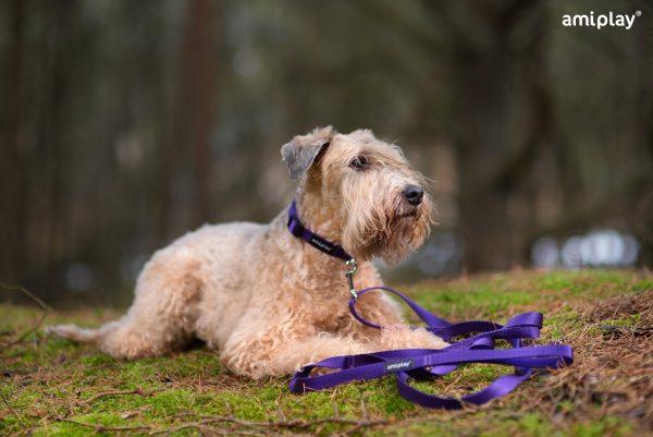 Povodec za psa Basic