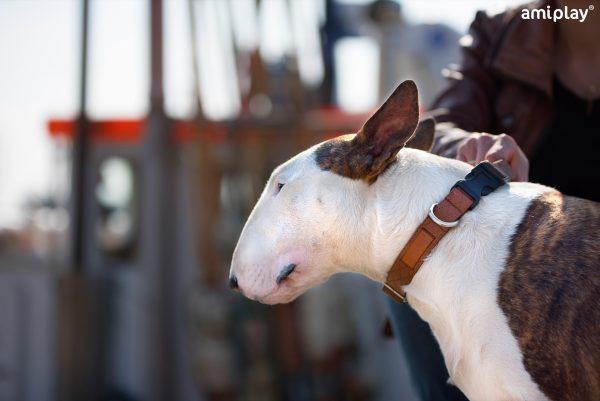 Nastavljiva ovratnica Cambridge