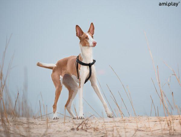 Nastavljiva oprsnica Cambridge