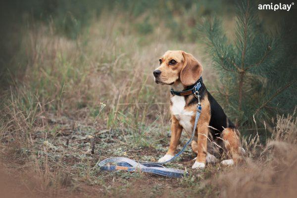 Nastavljiva ovratnica Denim