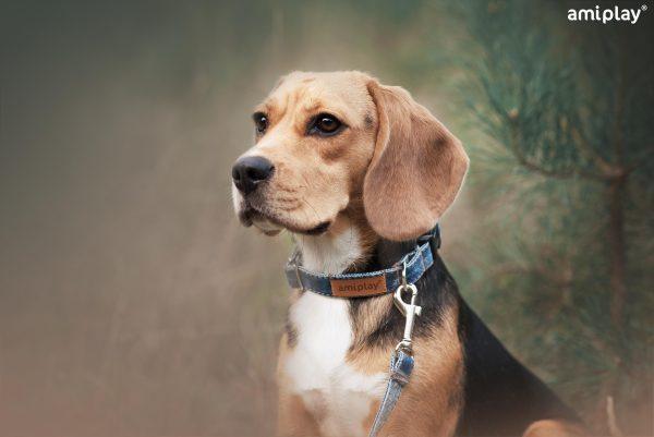 Nastavljiva ovratnica Denim