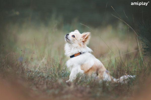Nastavljiva ovratnica Denim