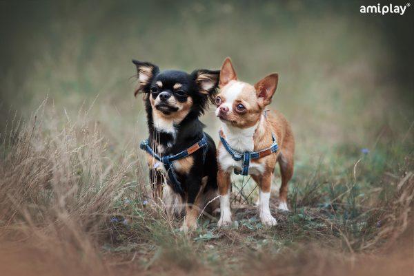 Nastavljiva oprsnica Denim