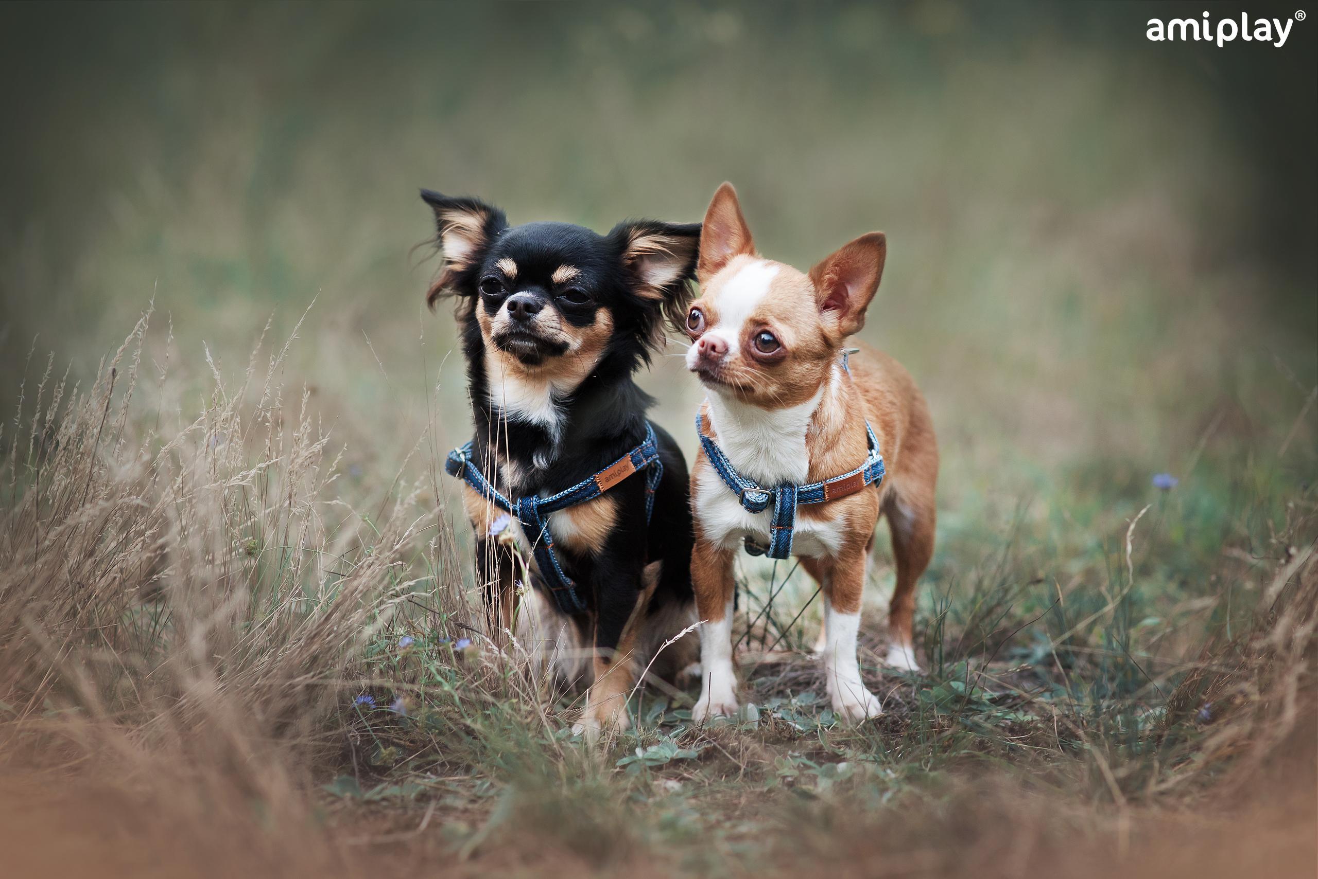 Nastavljiva oprsnica Denim - slika 6