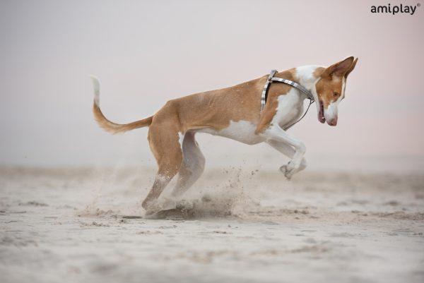 Nastavljiva ovratnica London