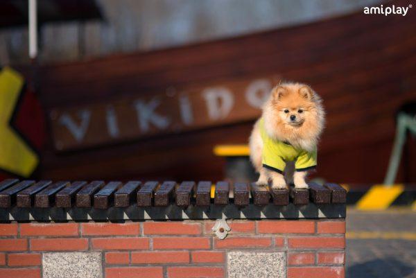 T-shirt majica z ovratnikom Miami