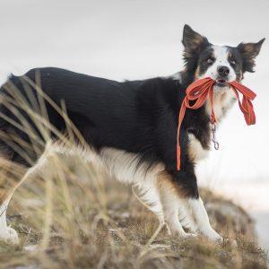 Alternative view of Povodec za trening brez ročaja Rubber