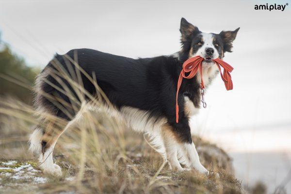 Povodec za trening brez ročaja Rubber