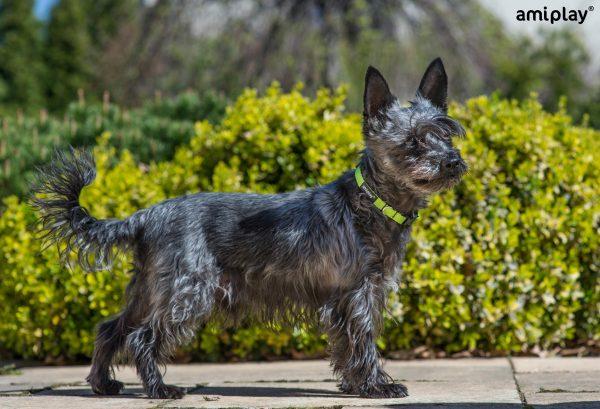 Nastavljiva ovratnica Twist