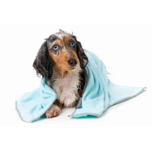 Alternative view of PUPPY regenerator