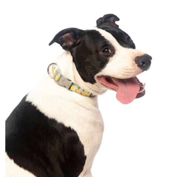 PINA COLADA pasja ovratnica