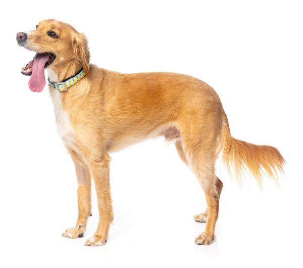 PINA COLADA pasja ovratnica