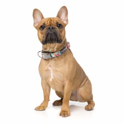 THE HIVE pasja ovratnica