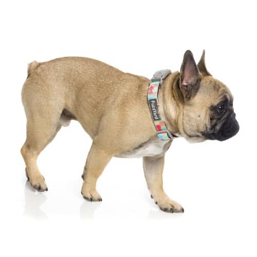 THE HIVE pasja ovratnica