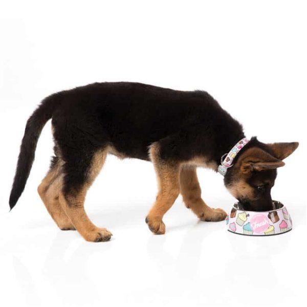 FRESH pasja ovratnica