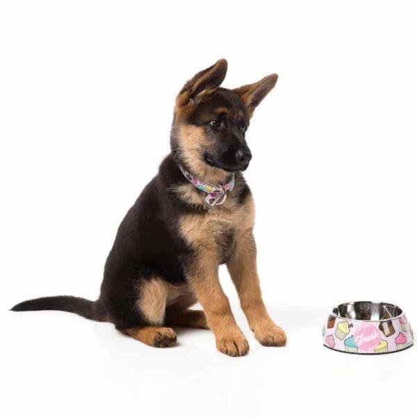 FRESH pasja ovratnica