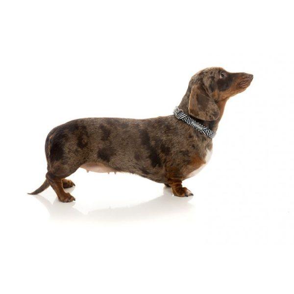 NORTHCOTE pasja ovratnica