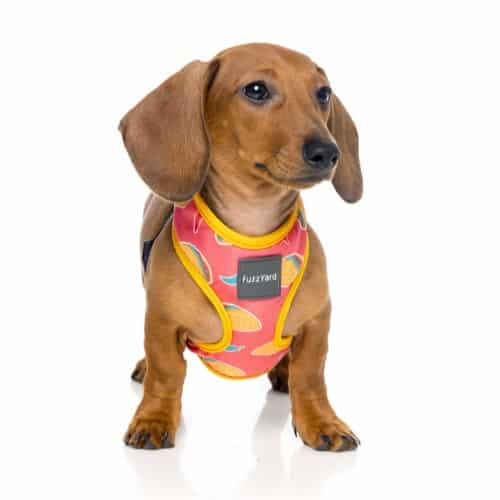 harness_HEYESSE HEY ESSE pasja oprsnica