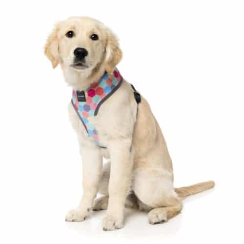 THE HIVE pasja oprsnica