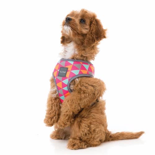 CRUSH pasja oprsnica