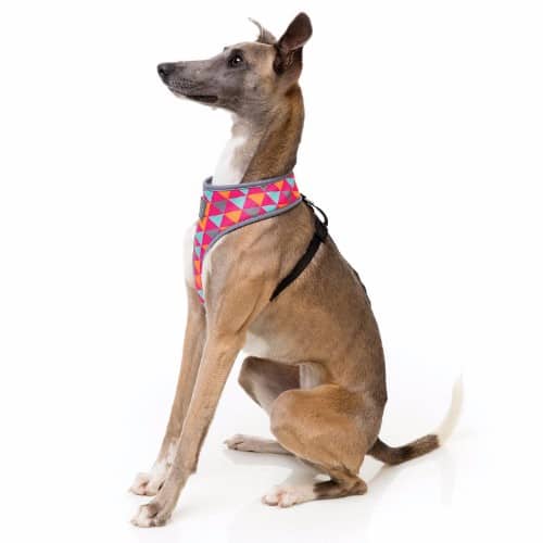 CRUSH pasja oprsnica