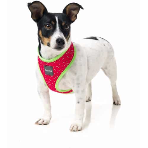 harness_juicy JUICY pasja oprsnica