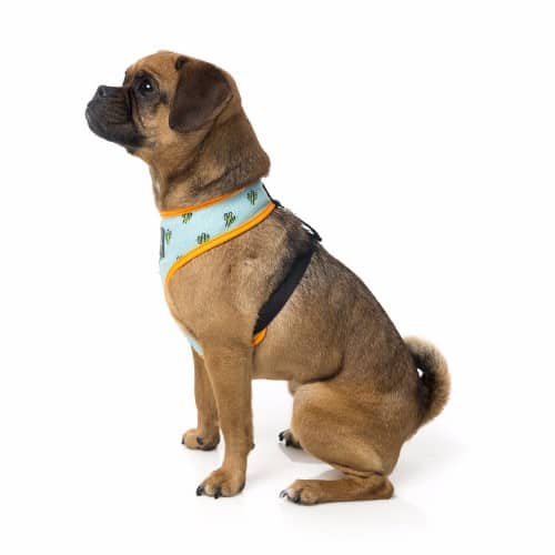 TUCSON pasja oprsnica