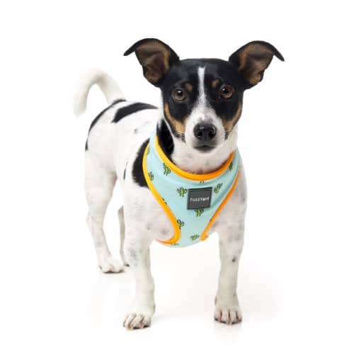 TUCSON pasja oprsnica