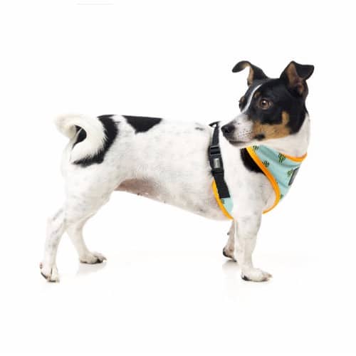 TUCSON pasja oprsnica