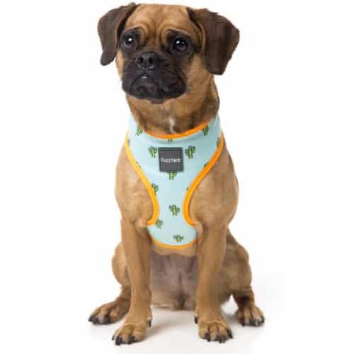 TUCSON pasja oprsnica