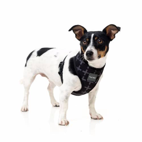 YEEZY pasja oprsnica