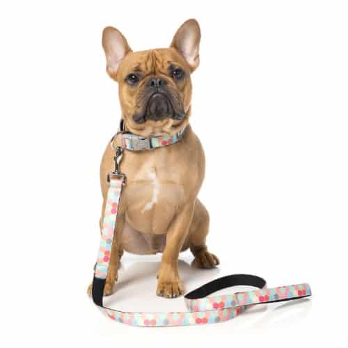 THE HIVE pasji povodec