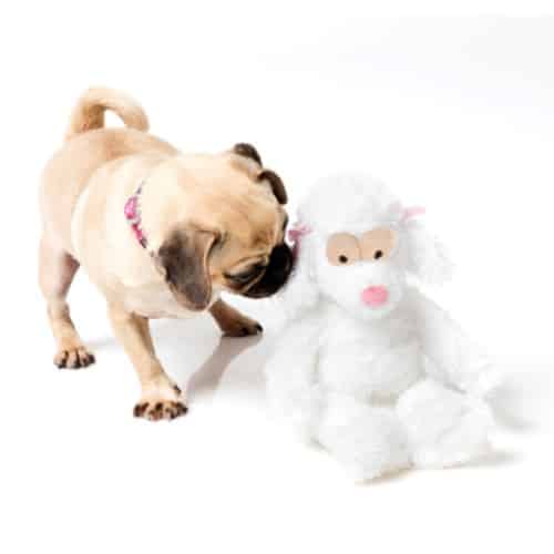 POSH THE POODLE pliško