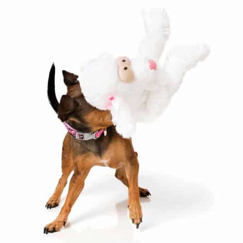 POSH THE POODLE pliško