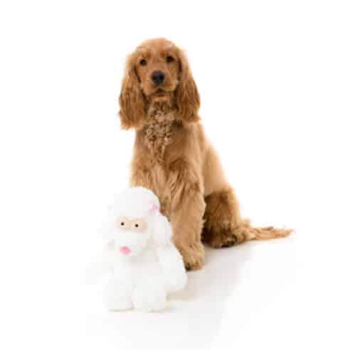 POSH THE POODLE pliško