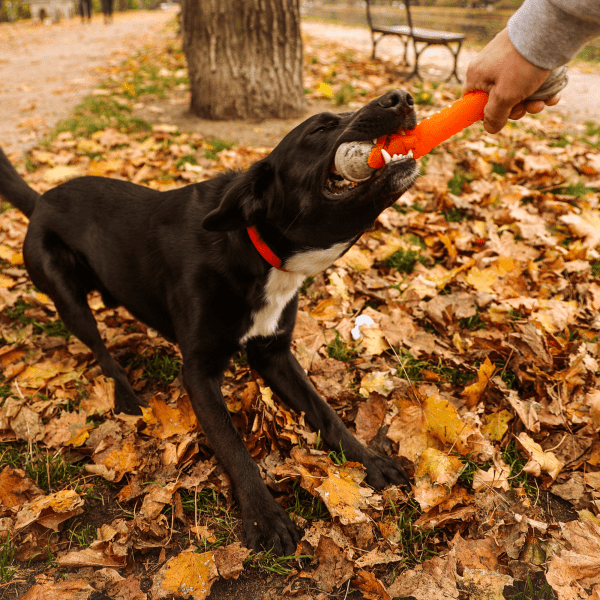 Gumijasta igrača za psa APORT PALICA 24cm
