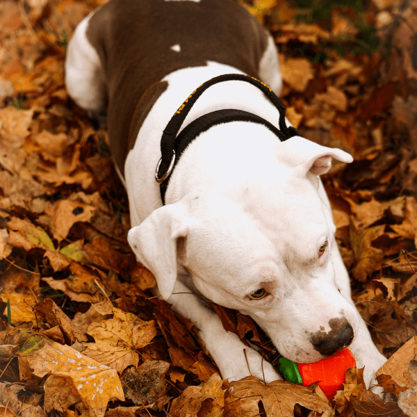 Gumijasta igrača za psa ŽOGA PARADIŽNIK