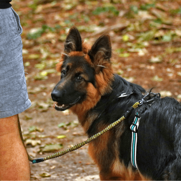 IdeaLeash Trekking povodec proti vlečenju MAXI