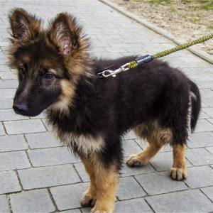 Alternative view of IdeaLeash Trekking povodec proti vlečenju MINI