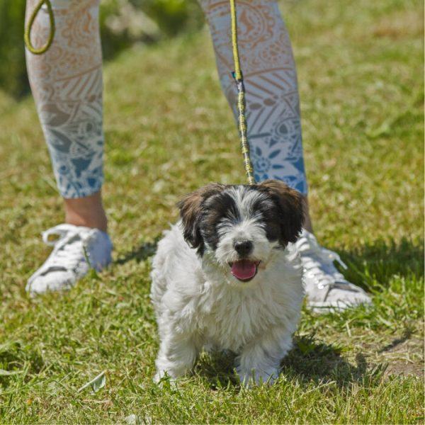 IdeaLeash Trekking povodec proti vlečenju MINI